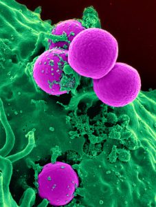 cell-human-science-45239